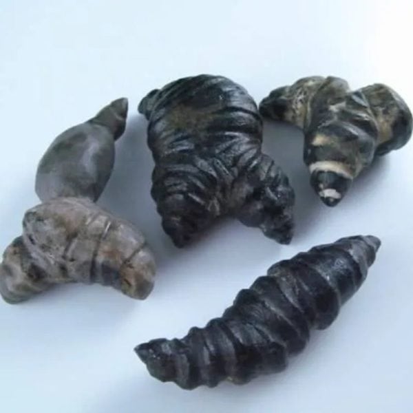 Fossilized Turmeric - Type B3 - Image 3