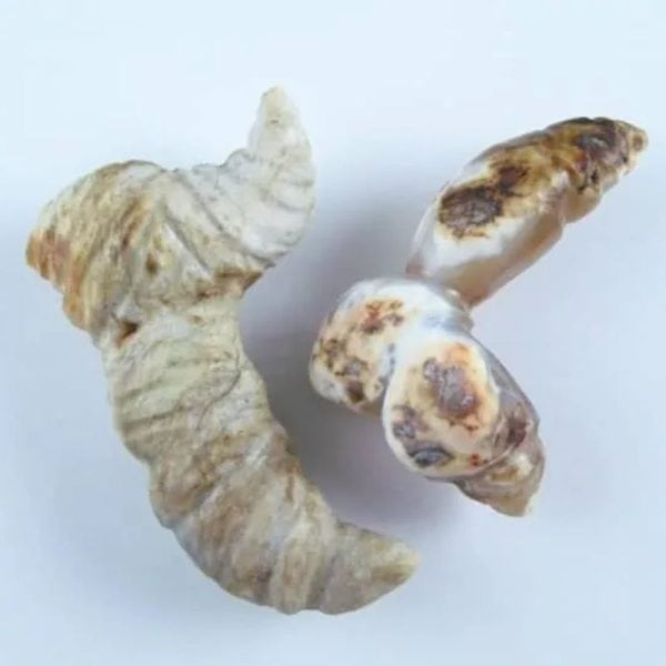 Fossilized Turmeric - Type B2 - Image 3