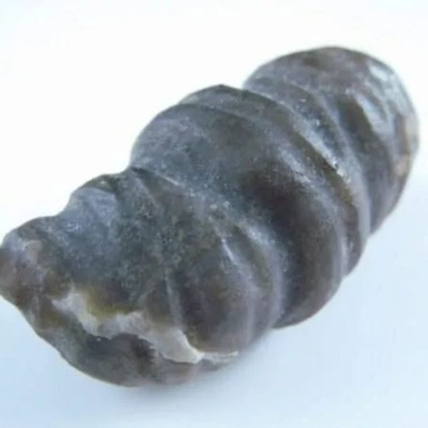 Fossilized Turmeric - Type B1 - Image 3