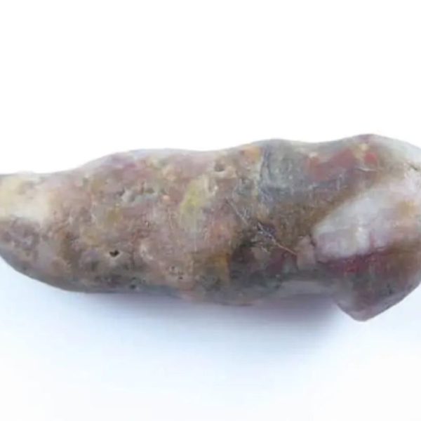 Fossilized Caterpillar - Type A7 - Image 5