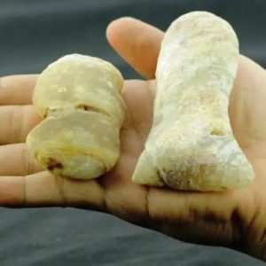 Bull Pearls – Type C