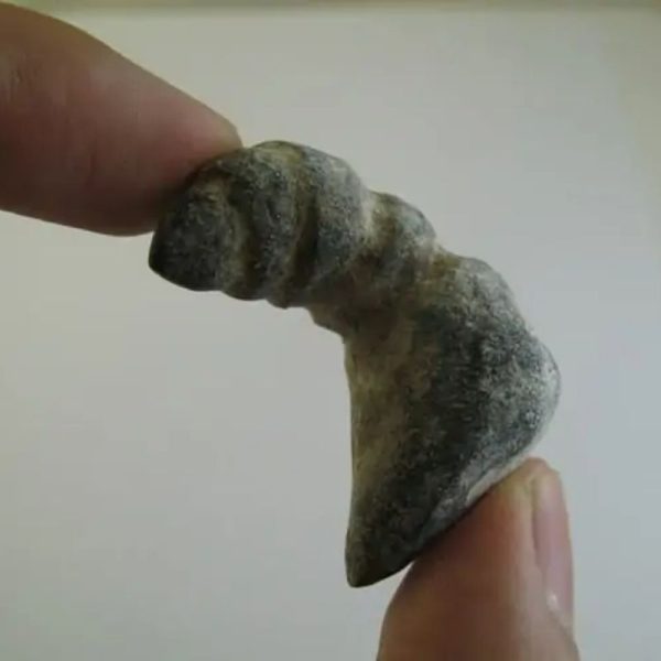 Puspo Bliring Snake Horn - Type D3 - Image 3