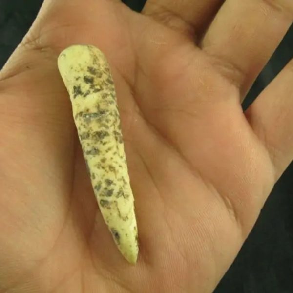 White Tiger Horns - Type D3 - Image 3