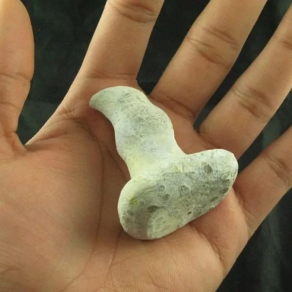Giant Snake Horn Fossil - Type A5 - Image 3