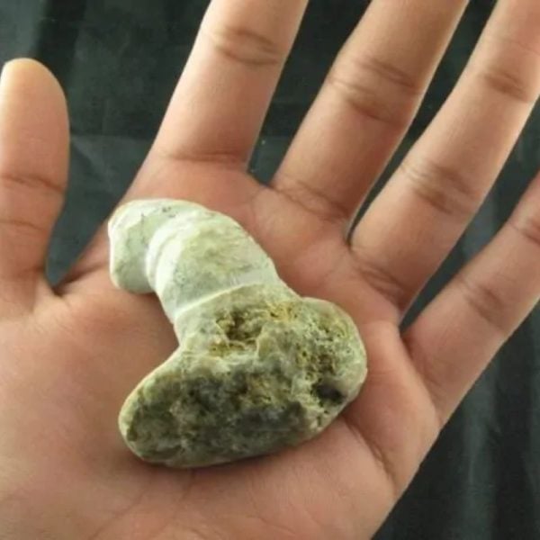 Giant Snake Horn Fossil - Type A10 - Image 3