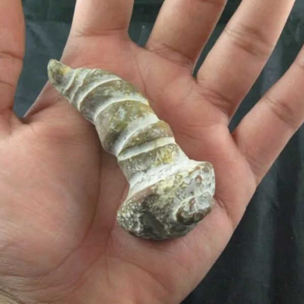 Giant Snake Horn Fossil - Type A16 - Image 3