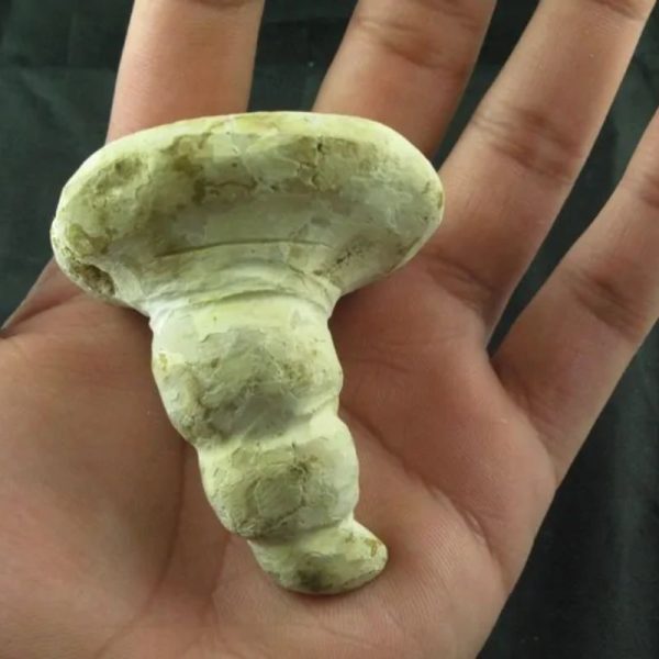 Giant Snake Horn Fossil - Type A18 - Image 3