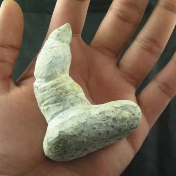 Giant Snake Horn Fossil - Type A19 - Image 3