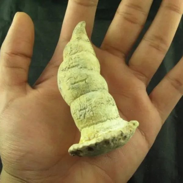 Giant Snake Horn - Type B12 - Image 3