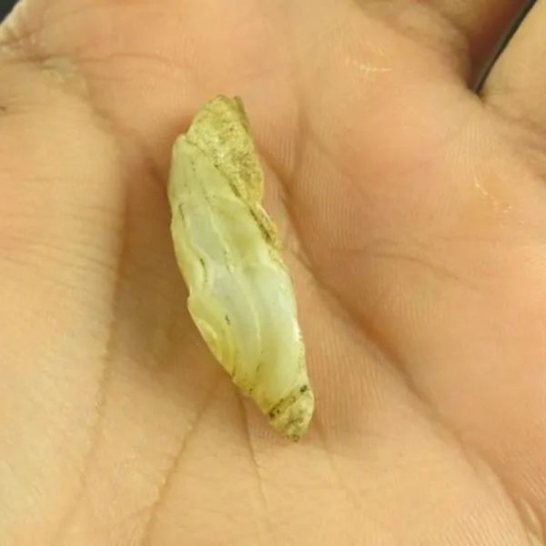 White Tiger Horns Fossil - Type A3 - Image 2