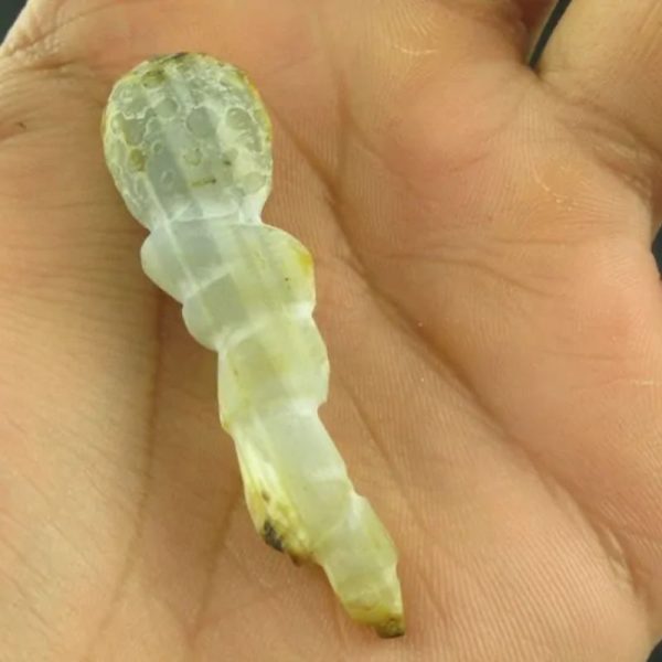 White Tiger Horns Fossil - Type B2 - Image 3