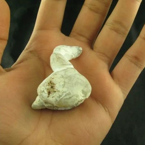White Tiger Horns - Type C1 - Image 3