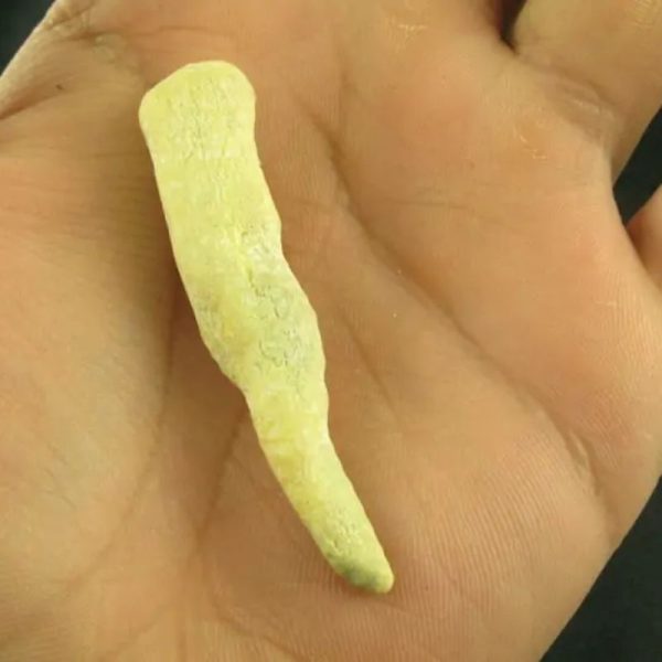 White Tiger Horns - Type C2 - Image 3