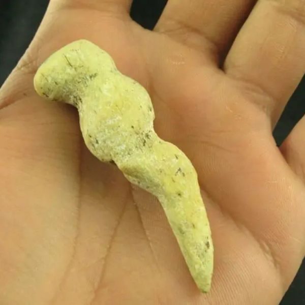 White Tiger Horns - Type C3 - Image 3