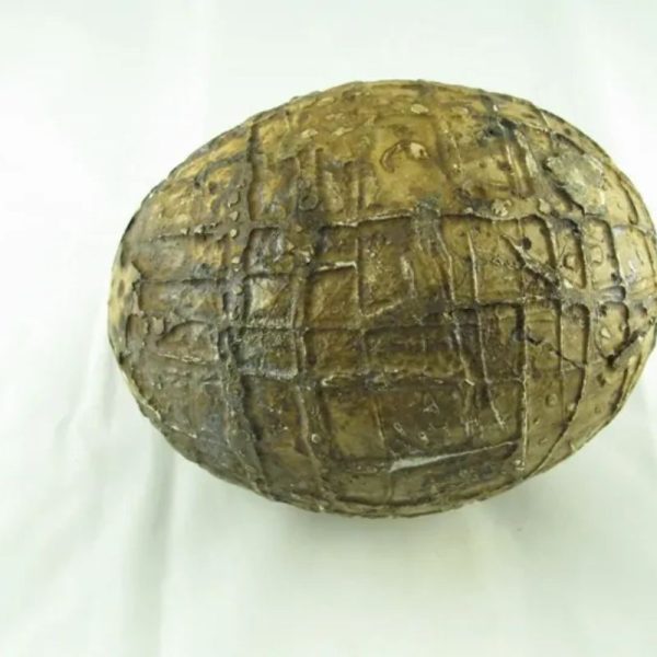 Mountain Belt Pearl - Type A1.2 (Egg Shape) - Image 4