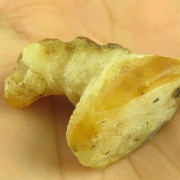 Dragon Horn Fossils (Siluman) - Type E5 - Image 4