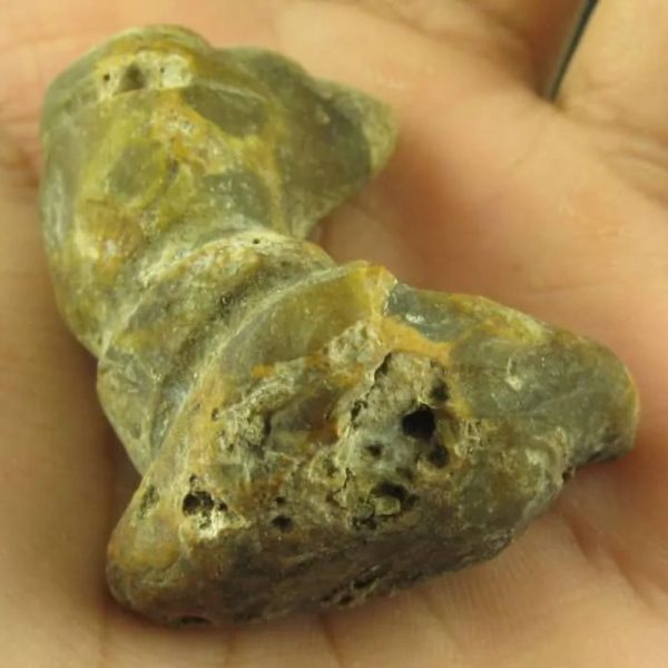 Dragon Horn Fossil (Siluman) - Type G1 - Image 4