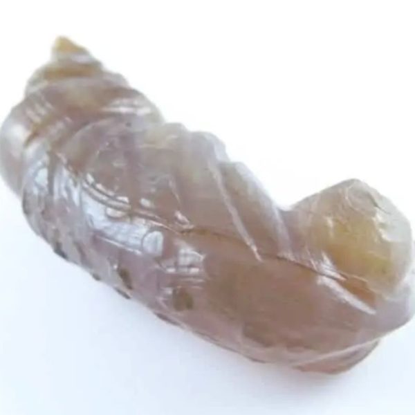 Fossilized Caterpillar - Type A8 - Image 3