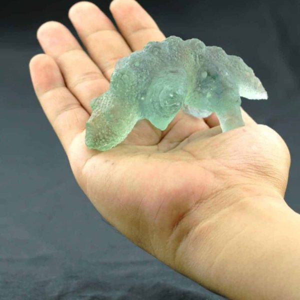 Fossilized Lizard Biawak Siluman - Type A4 - Image 4