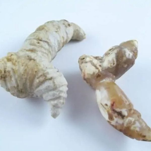 Fossilized Turmeric - Type B2 - Image 4
