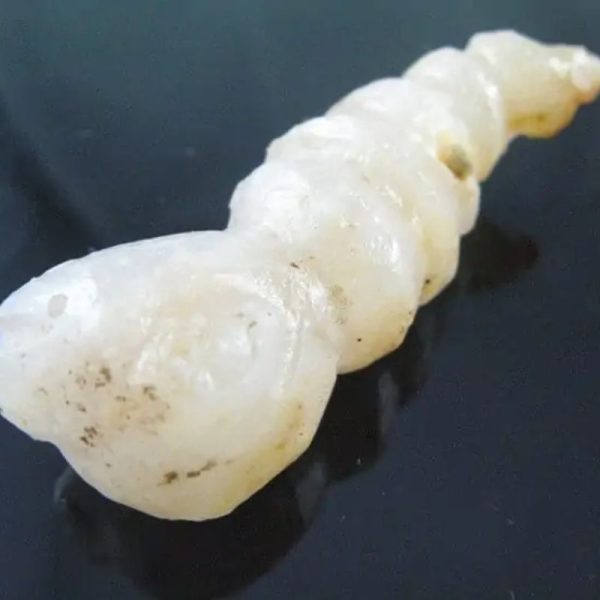 Fossilized Caterpillar - Type A6 - Image 2