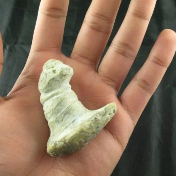 Giant Snake Horn Fossil - Type A10 - Image 4