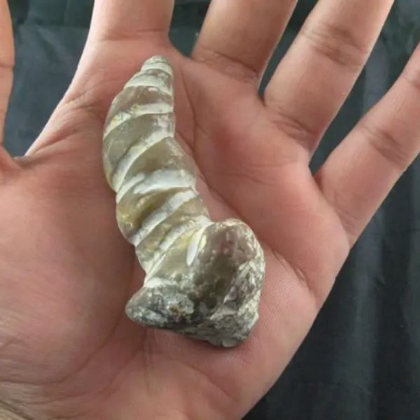 Giant Snake Horn Fossil - Type A16 - Image 4