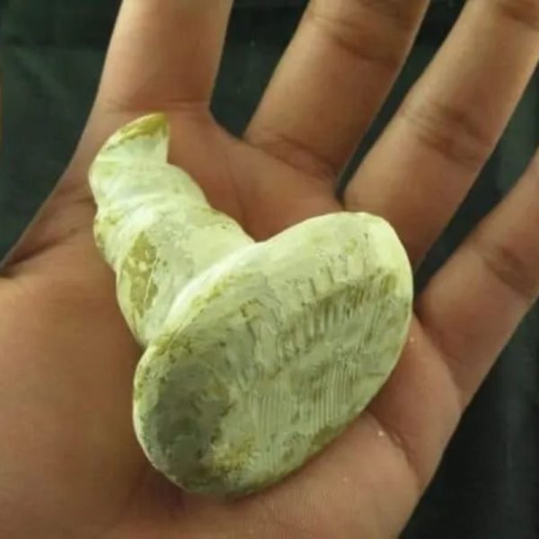 Giant Snake Horn Fossil - Type A18 - Image 4