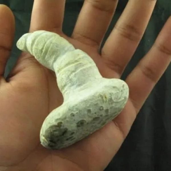 Giant Snake Horn Fossil - Type A19 - Image 4