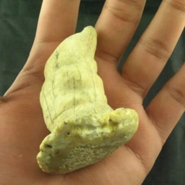 Giant Snake Horn - Type B10 - Image 4