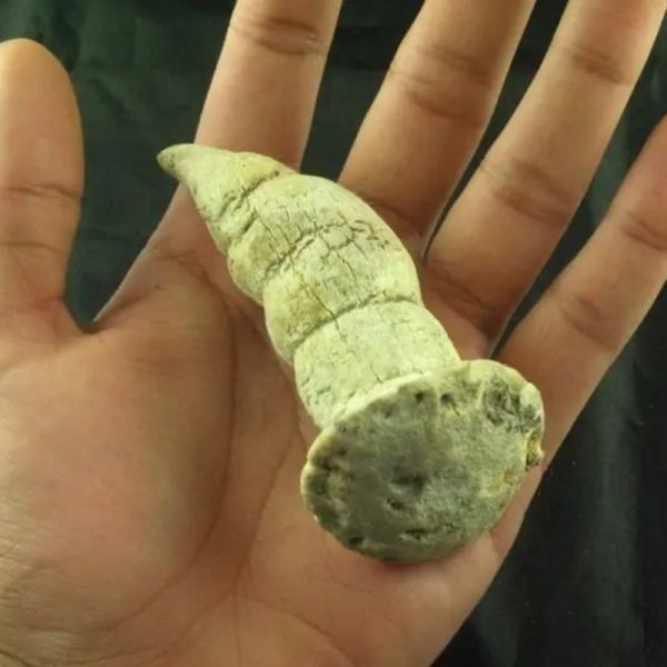 Giant Snake Horn - Type B12 - Image 4