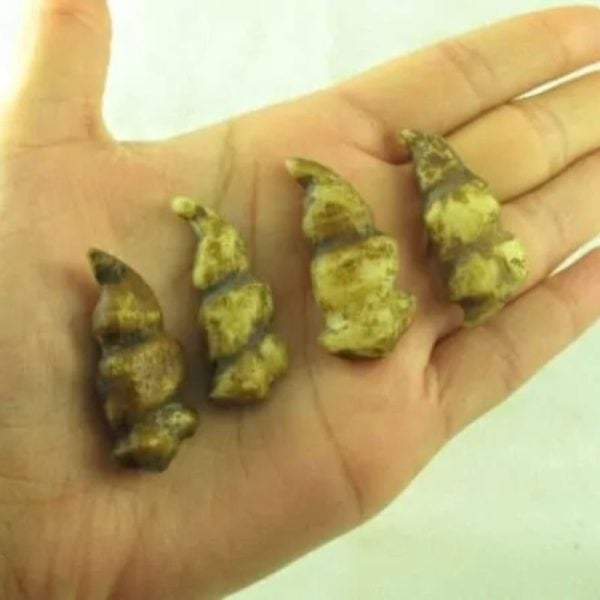 Rooster Horns - Type B - Image 4