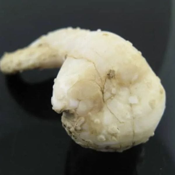 White Dragon Horn Fossil - Type F1 - Image 4