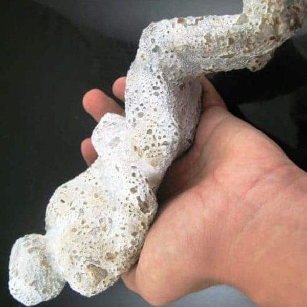 Shaman Fossil - BK 41 - Image 4