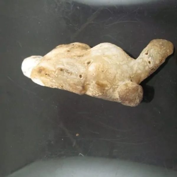 Shaman Fossil - BK 22 - Image 4