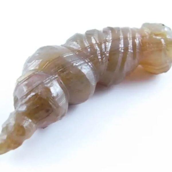 Fossilized Caterpillar - Type A8 - Image 4