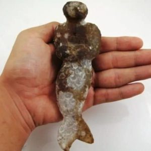 Mermaid Fossil - MF 5