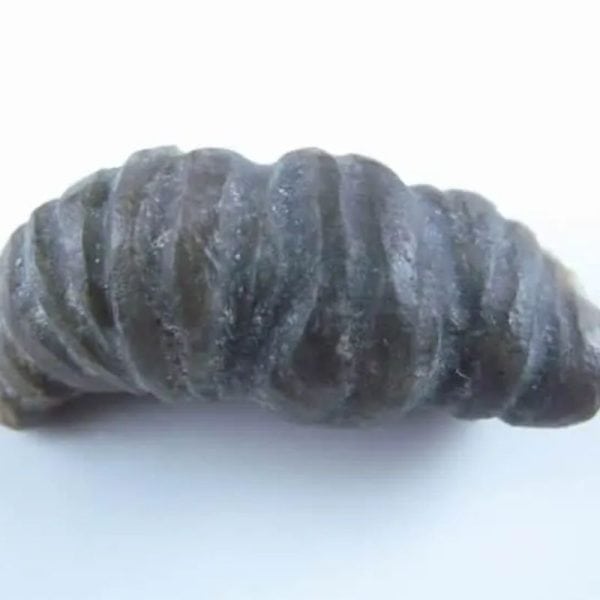 Fossilized Turmeric - Type B1 - Image 5