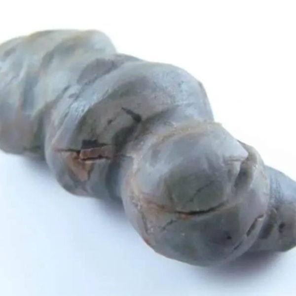 Fossilized Caterpillar - Type A5 - Image 4