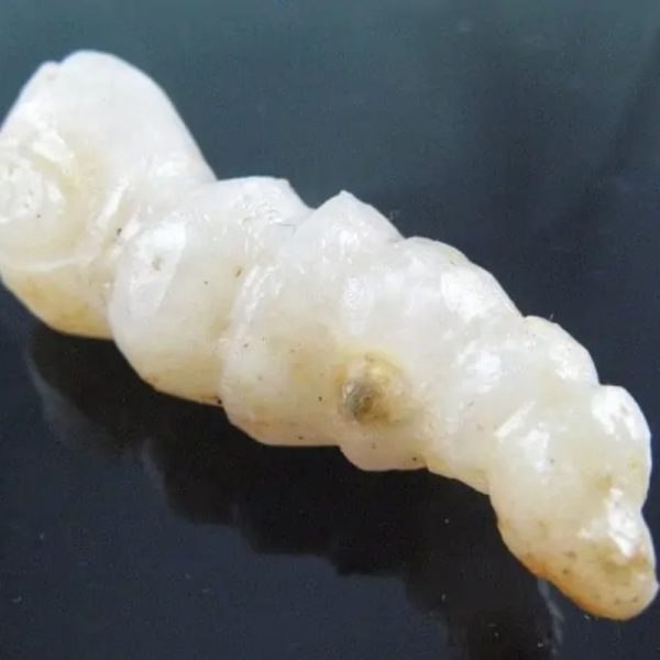 Fossilized Caterpillar - Type A6 - Image 3