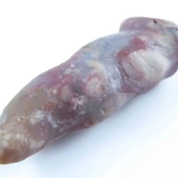 Fossilized Caterpillar - Type A7 - Image 3