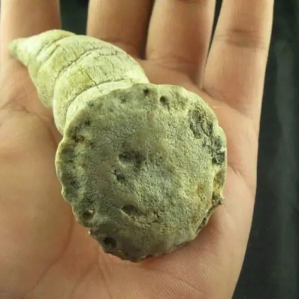Giant Snake Horn - Type B12 - Image 5