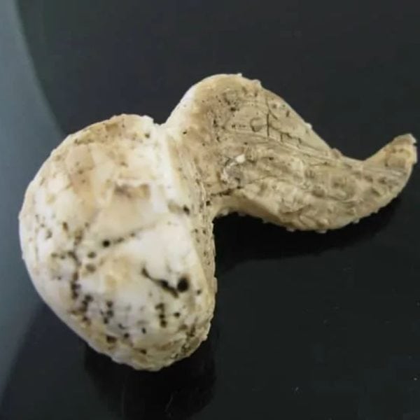 White Dragon Horn Fossil - Type F1 - Image 5