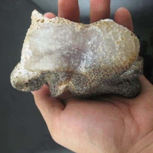 Shaman Fossil - BK 14 - Image 5