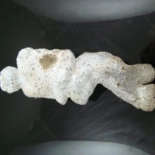 Shaman Fossil - BK 41 - Image 5
