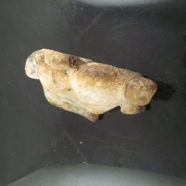 Shaman Fossil - BK 22 - Image 5