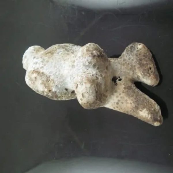 Shaman Fossil - BK 18 - Image 5