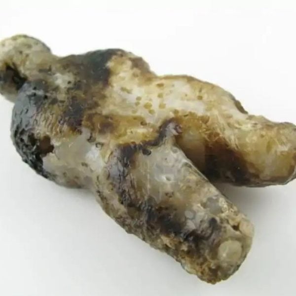 Shaman Fossil - Type A2