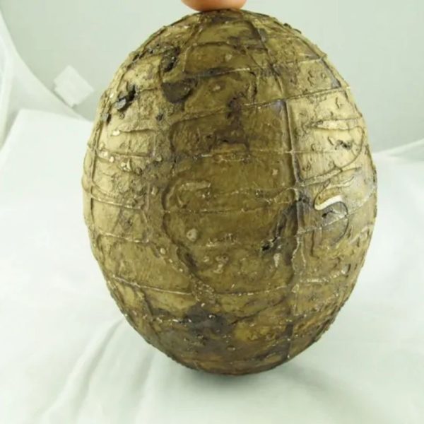 Mountain Belt Pearl - Type A1.2 (Egg Shape) - Image 5