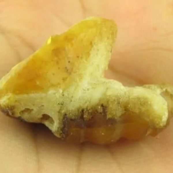 Dragon Horn Fossils (Siluman) - Type E5 - Image 5